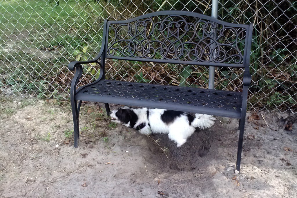 Rusty in the dog park