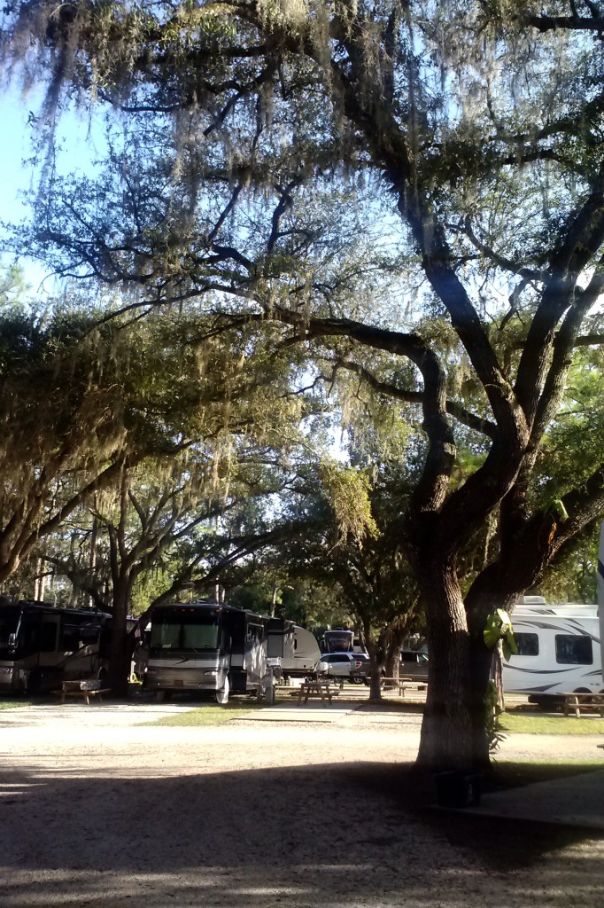 Gnarly trees