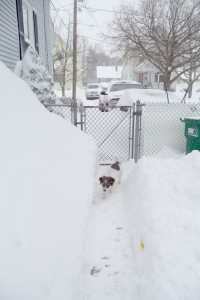 Rusty in snow