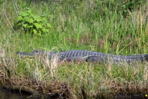 Gator on the hoof