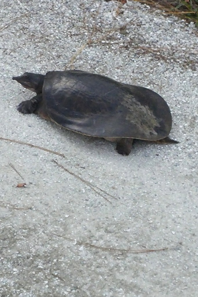 spiny softshelled turtle