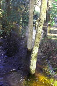 The swollen Potash Creek