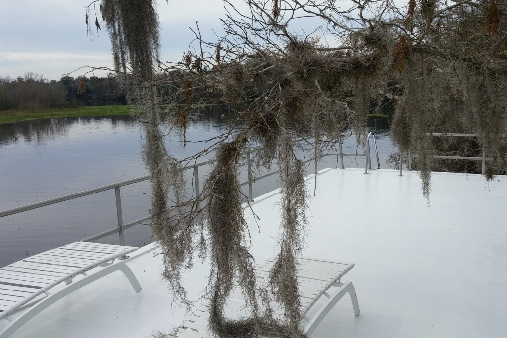 Our sundeck, with branches