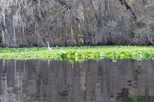 Some egrets?