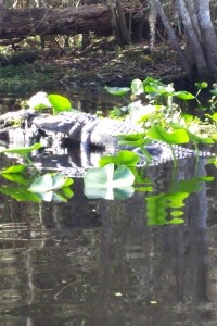 Non-rock alligator