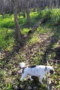 Rusty claiming his second docksite