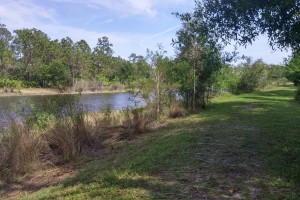 The pond near the dog park