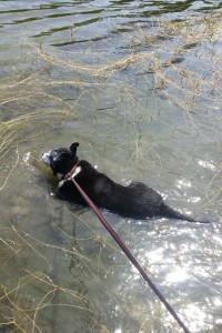 Grace taking a dip