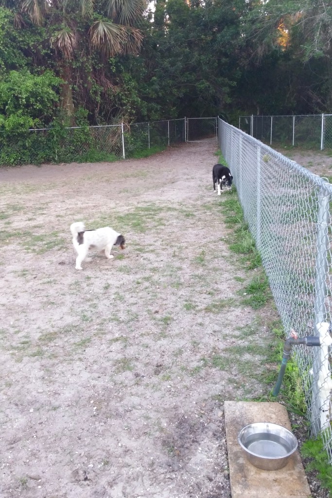 Seminole dog park