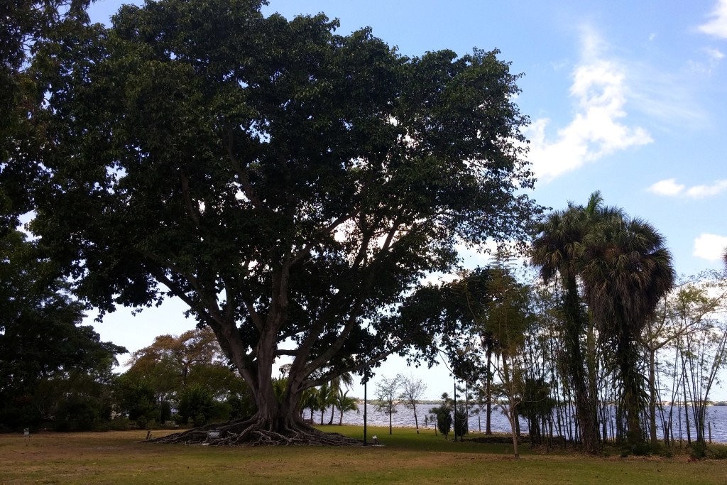 The Caloosahatchee view