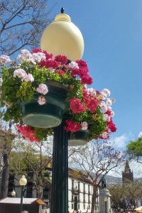 Flowers on the lamposts