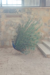 Peacock at the catle