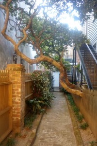 Gnarled tree on walkway