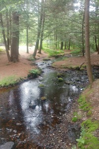 On the path in the woods