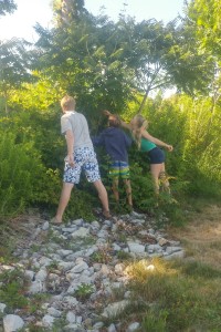 Picking wild berries