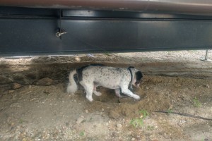 Rusty in his sandbox