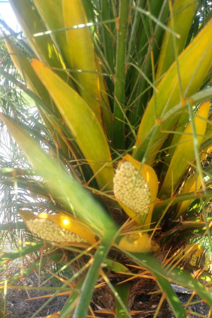 Banana-like seed pods