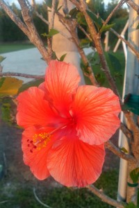 My hibiscus at sunset