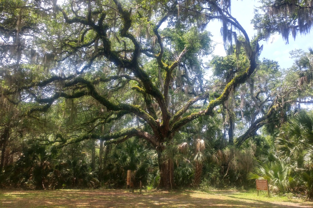 A southern live oak