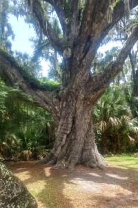 Farichild Oak trunk