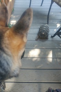 Guest pup and tortoise