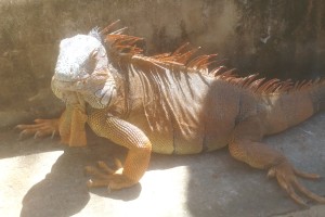 One of many iguanas