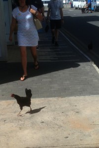 Chickens crossing the road