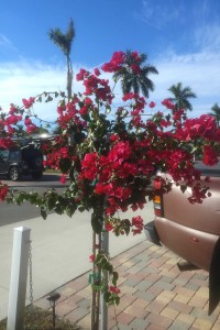 New red flowering tree